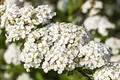 Spiraea nipponica 'Snowmound' 60–80 cm – Winterhart, Mehrjährig, Pflegeleicht – Japanische Strauchspiere (Schneespiere) – Heckenpflanze für Garten & Sichtschutz