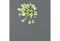 Kunstblume Dekoblume Agapanthus ASONG, Creme, 75 cm Agapanthus, artplants, Höhe 75.0 cm