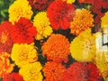 Saatgut Studentenblumensamen Bonita-Fiesta Mischung nieder 800 Stück Samen