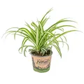 Bloomique - Chlorophytum Variegatum - Grünlilie - Zimmerpflanzen - Luftreinigend - Tierfreundlich - Höhe 20-30 cm - Topf 12 cm