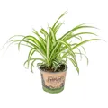 Bloomique - Chlorophytum Variegatum - Grünlilie - Zimmerpflanzen - Luftreinigend