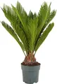 Bloomique - Cycas Revoluta - Palmfarn - Sagopalme - Palme - Sehr Pflegeleicht - Höhe 60-70 cm - Topf 17 cm