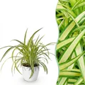 Zimmerpflanze - Chlorophytum comosum Variegatume Graslilie - 1x potter Weiß - ⌀1