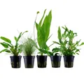Pflanzen Set mit 5 Einsteiger Topf Aquarium Wasserpflanzen AquaOne Nr.104