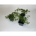 200 Stück, Topf 9cm, Bodendecker kriechend Cotoneaster dammeri Radicans