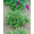 Berberis Frikartii Amstelveen Berberitze Immergrün 25–30 cm