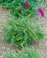 Pflanzen für Dich Gehölze Berberis frikartii Amstelveen, 1 St., Berberitze