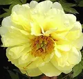 Strauchpfingstrose High Noon - Paeonia suffruticosa - lebende Gartenpflanze aus den Baumschulen