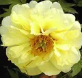 Strauchpfingstrose High Noon - Paeonia suffruticosa