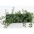 Bodendecker Cotoneaster Dammeri Radicans P 0,5