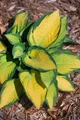 Pflanzen für Dich Staude Hosta fortunei Orange Marmalade, 1 St., Funkie
