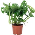 Fensterblatt - pflegeleichte Zimmerpflanze, Monstera 'Monkey' - Höhe ca. 25 cm,Topf-Ø 12 cm