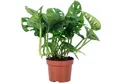 Flowerbox Zimmerpflanze Fensterblatt - Monstera 'Monkey', pflegeleicht - Höhe ca. 25 cm,Topf-Ø 12 cm