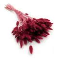 Enchanted Dekogras Getrocknetes Gras Ziergras Hasenschwänze Lagurus Ovatus Samtgras Häschen-Schwanzgras Trockenblumen Natürlich Boho 120 - 150 Stück 100 g Rotwein