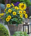 BALDUR Garten Staude Winterharte Sonnenblume 'SunCatcher®' im XL-Topf, 1 St., Bienenfutterpflanze, winterhart, mehrjährig, bienenfreundlich