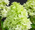 Dehner Zierstrauch Rispen-Hortensie Limelight®, Hydrangea paniculata, weiße Blüten, limettengrün im Austrieb, Herbst tiefrosa Blütenfärbung