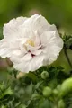 Pflanzen für Dich Gehölze Hibiscus syriacus White Chiffon, 1 St., Garten-Eibisch, Straucheibisch
