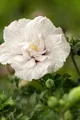 Hibiscus syriacus 'White Chiffon', Gartenhibiskus, weiß, 60–80 cm