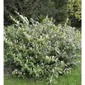 Zwerglorbeerkirsche Piri 30-40cm - Prunus,aurocerasus