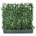 Hecke am laufenden Meter® 'Woerneri' - Efeu, ca. 100 cm, Dunkelgrün
