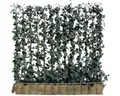 Sichtschutzhecke Helix Efeu Hedera helix 'Woerner' H100xB120 cm