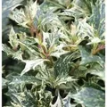 Herbstduftblüte Tricolor 20-25cm - Osmanthus heterophyllus