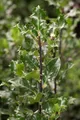Ilex meserveae 'Blue Angel', Stechpalme, immergrün, 40–50 cm