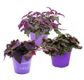 Exotenherz Zimmerpflanze Zimmerpflanzen-Trio Purple Leaves Set 3 ver. Pflanzen m. lila Blättern