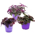Zimmerpflanzen-Trio "Purple Leaves" - Set mit 3 verschiedene Pflanzen