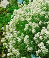 Pflanzen für Dich Staude Arabis proc. Neuschnee, 1 St., Gänsekresse