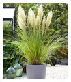 Weißes Pampasgras, 1 Pflanze Cortaderia selloana