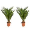 Bloomique - 2er Set - Cycas Revoluta - Palmfarn - Sagopalme - Palme - Sehr Pflegeleicht - Höhe 40-50 cm - Topf 15 cm