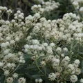 Perlkörbchen - Anaphalis triplinervis 'Sommerschnee'