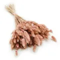 Enchanted Dekogras Getrocknetes Gras Ziergras Hasenschwänze Lagurus Ovatus Samtgras Häschen-Schwanzgras Trockenblumen Natürlich Boho 120 - 150 Stück 100 g Altrosa