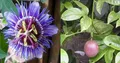 15x Passiflora Blue caerulea Blaue Passionsblume Pflanzen - Samen A196