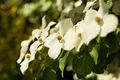 Pflanzen für Dich Gehölze Cornus kousa chinensis, 1 St., Chinesischer Blumen-Hartriegel, Chinesischer Hartriegel