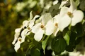 Cornus kousa chinensis, Chinesischer Blumen-Hartriegel, 40–60 cm