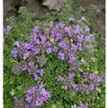 Teppich Thymian - Thymus praecox