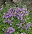 Teppich Thymian - Thymus praecox