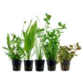 Aquaone Wasserpflanze Pflanzen Set mit 5 Hintergrund Wasserpflanzen Nr.117