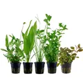 Pflanzen Set mit 5 Hintergrund Topf Aquarium Wasserpflanzen AquaOne Nr.117