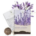 300x Lavendel Samen mit hoher Keimrate - Vielseitig einsetzbare Heilpflanze & ideal für Bienen und Schmetterlinge (inkl. GRATIS eBook)