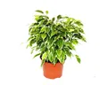 Exotenherz Zimmerpflanze Buschige Birkenfeige Ficus benjamini Kinky weißbuntes Laub 12cm Topf