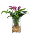 Dehner Zimmerpflanze Waterplant Flamingoblume, Anthurium Zizou, versch. Größen und Farben, pflegeleichte Wasserpflanze im Glas