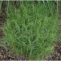 Palmwedelegge Little Midge - Carex muskingumensis