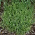 Palmwedelegge Little Midge - Carex muskingumensis