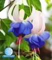 BALDUR Garten Winterharte Fuchsien 'Blue Sarah', 3 Pflanzen Gartenfuchsien Freilandfuchsien, Fuchsia, winterharte Staude, mehrjährig, pflegeleicht, für Standort im Schatten geeignet, blühend