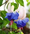 BALDUR Garten Winterharte Fuchsien 'Blue Sarah', 3 Pflanzen Gartenfuchsien Freilandfuchsien, Fuchsia, winterharte Staude, mehrjährig, pflegeleicht, für Standort im Schatten geeignet, blühend