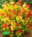 Traubenheide "Curly Gold®",1 Pflanze