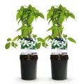 GreenboutiQ - Kletterpflanze - Clematis montana Grandiflora - Blüte Weiß - Frühblühend - Pflegeleicht - 2 Pflanzen - Topf 11cm Höhe 40cm
